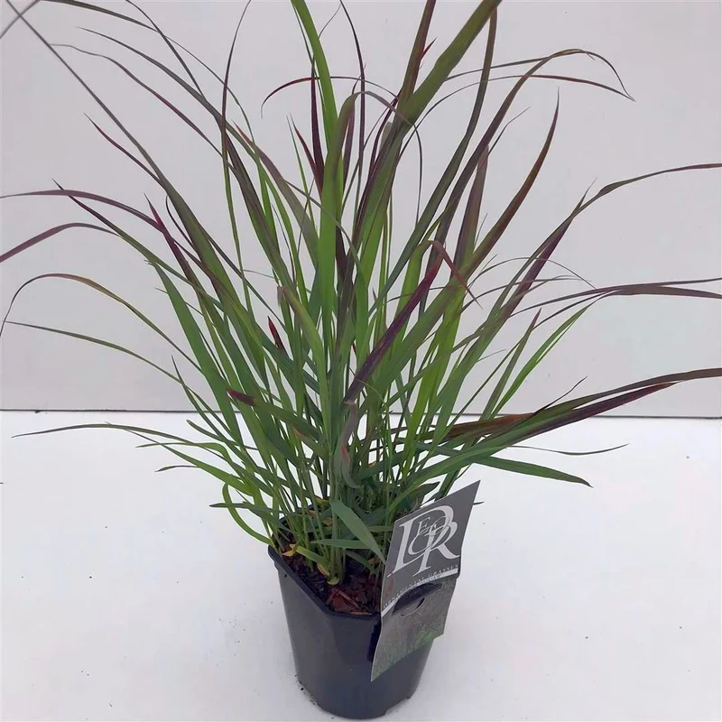 Panicum virgatum 'Squaw' C2 (2 liters kruka) / 17 cm kruka