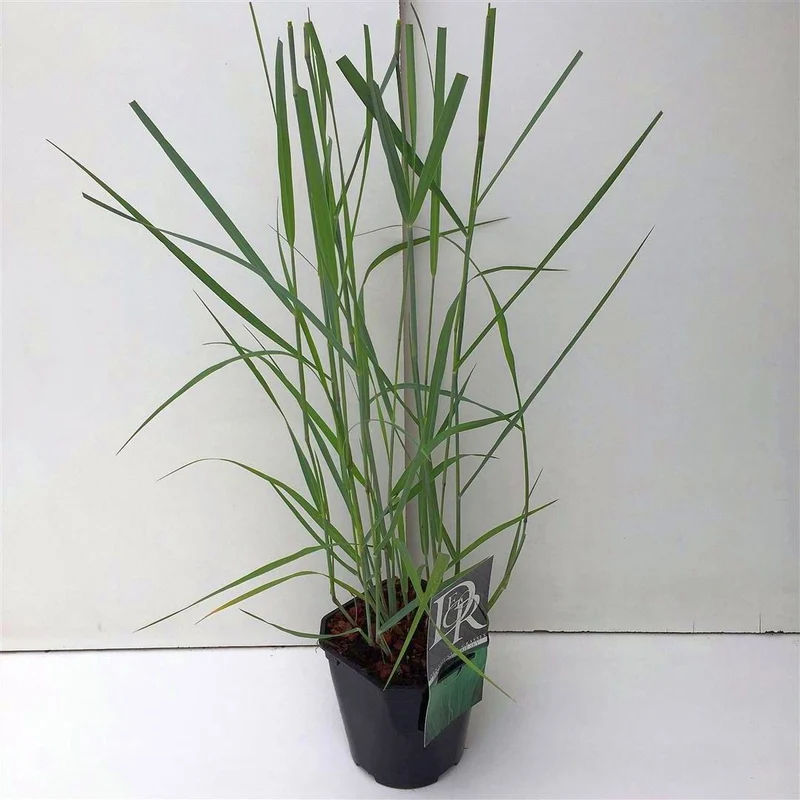 Panicum virgatum 'Prairie Sky' C2 (2 liters kruka / 17 cm kruka)