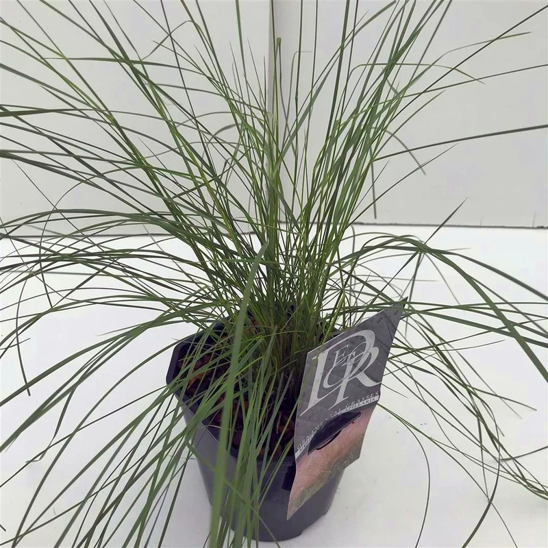 Muhlenbergia capillaris C2 (2 liters kruka)