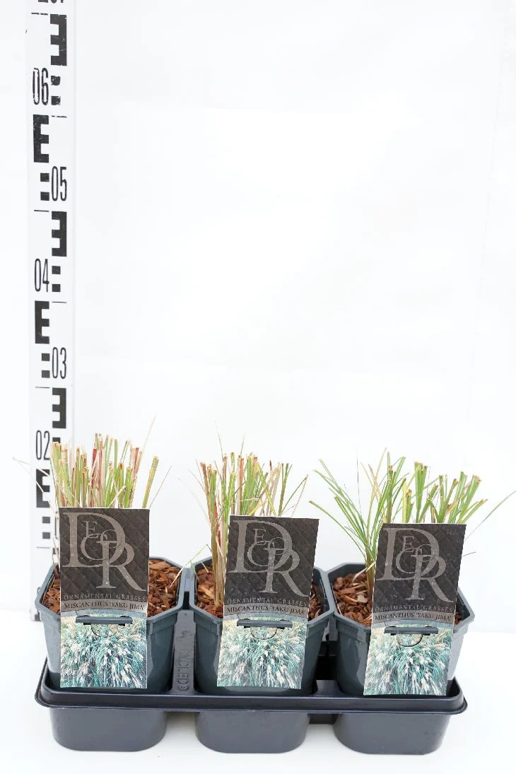 Miscanthus sin. 'Yaku Jima' C2 (2 liters kruka)