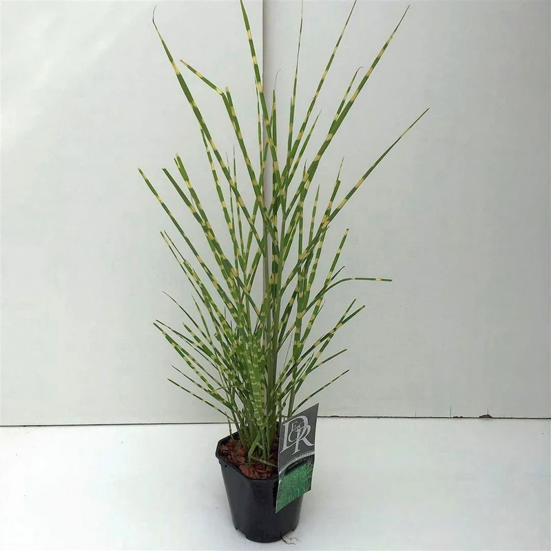 Miscanthus sin. 'Strictus' C2 (2 liters kruka)