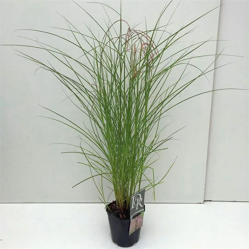 Miscanthus sin. 'Red Cloud' C2 (2 liters kruka)