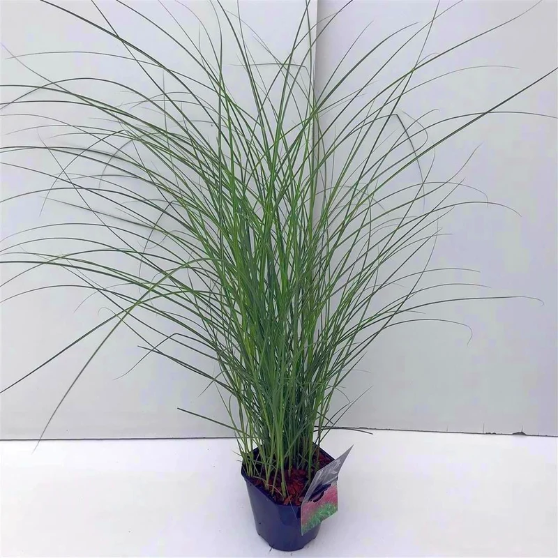 Miscanthus sin. 'Red Chief' C2 (2 liters kruka / 17 cm kruka)