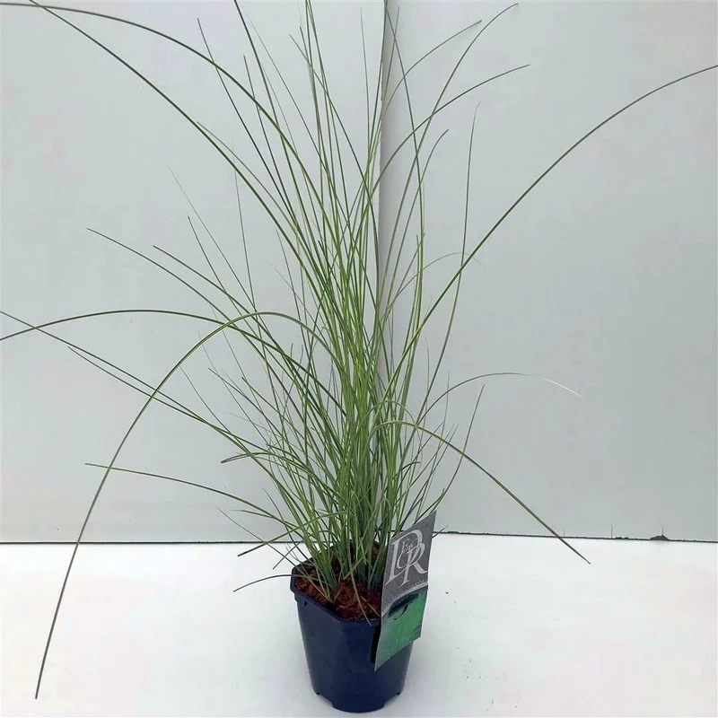 Miscanthus sin. 'Morning Light' C2 (2 liters kruka / 17 cm kruka)