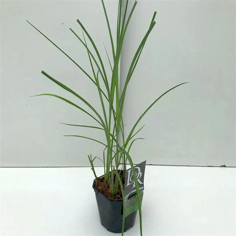 Miscanthus sin. 'Malepartus' C2 (2 liters kruka)