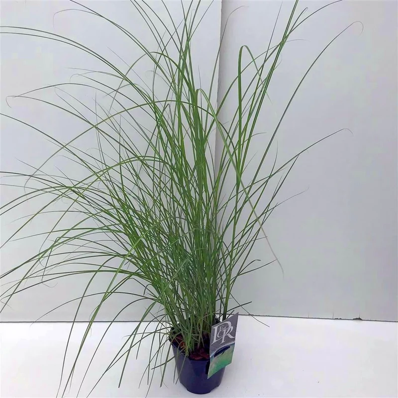 Miscanthus sin. 'Kleine Silbersp.' C2 (2 liters kruka) / 17 cm kruka
