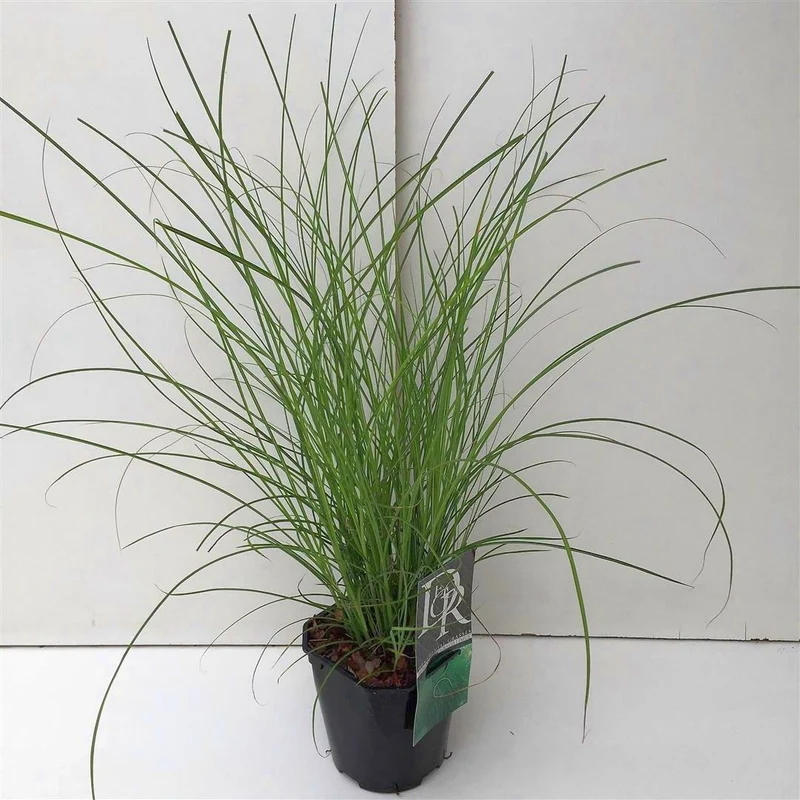 Miscanthus sin. 'Gracillimus' C2 (2 liters kruka) / 17 cm kruka