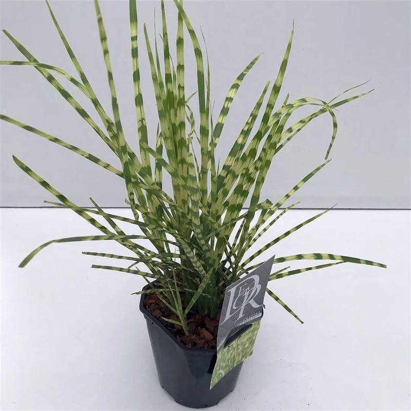 Miscanthus s. 'Goldbreeze' C2 (2 liters kruka) / 17 cm kruka