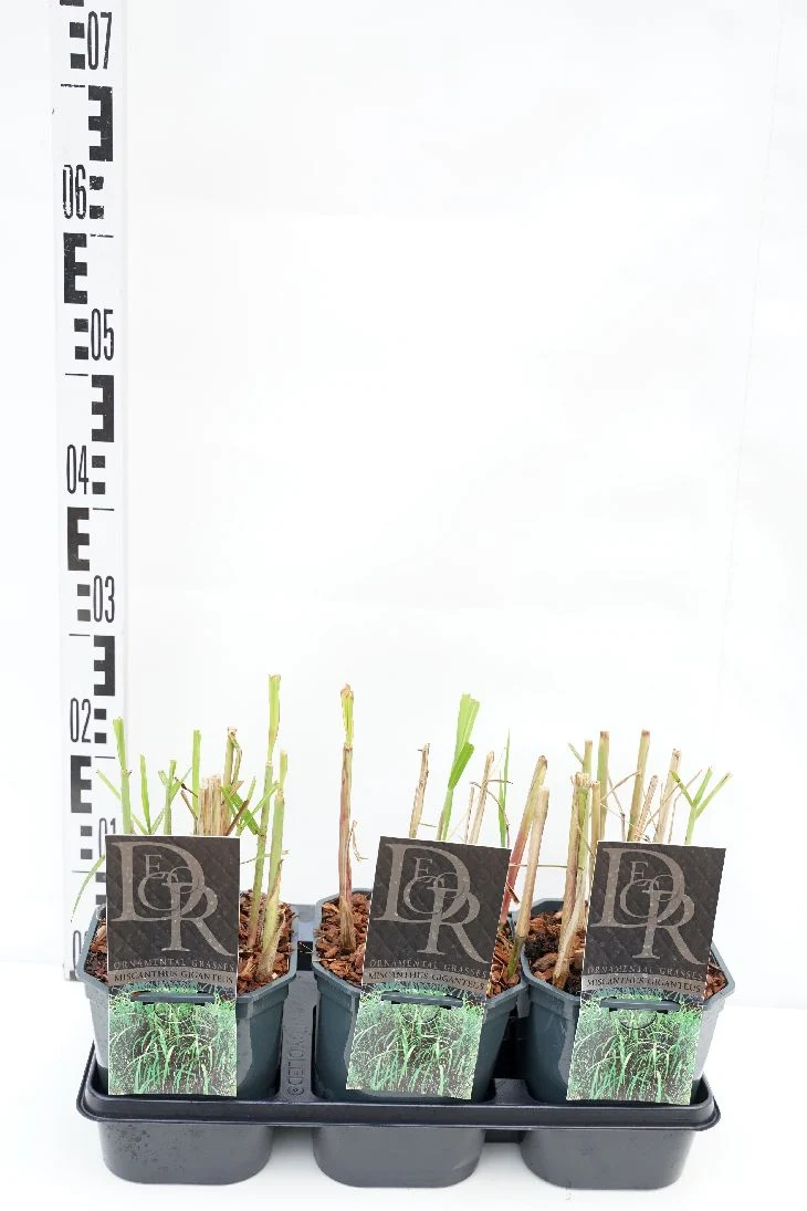 Miscanthus sin. 'Giganteus' C2 (2 liters kruka / 17 cm kruka)