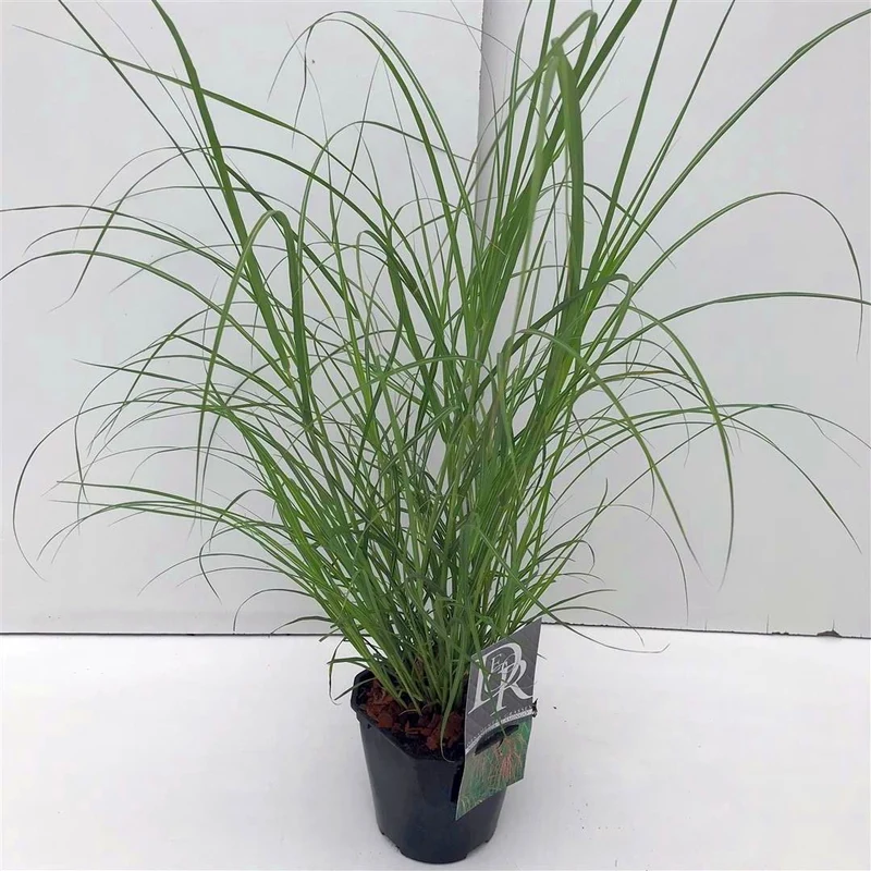 Miscanthus sin. 'Flamingo' C2 (2 liters kruka)