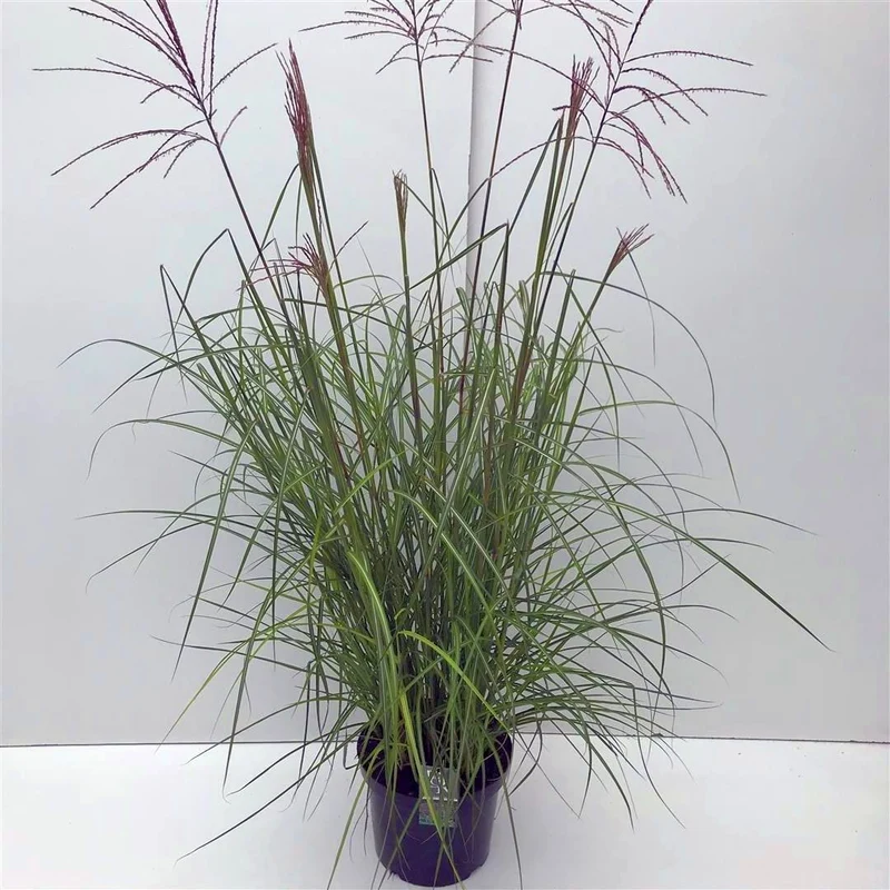 Miscanthus sin. 'Ferner Osten' C2 (2 liters kruka)