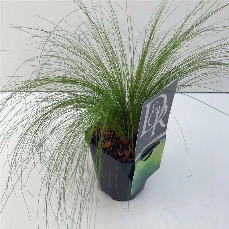 Stipa tenu. 'Pony Tails' C1 (1 liters kruka)
