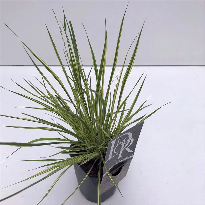Molinia caerulea 'Variegata' C1 (1 liters kruka) / 13 cm kruka