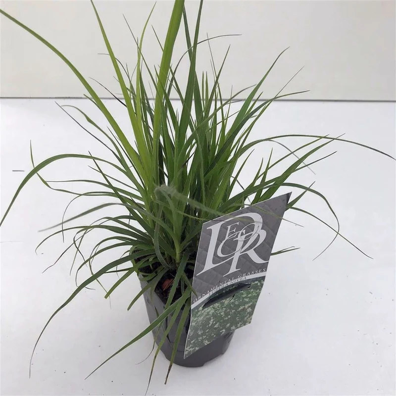 Luzula nivea (Snöfryle) C1/P13 (1 liters kruka / 13 cm kruka)