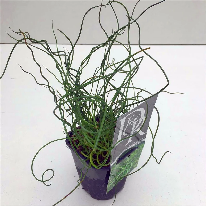 Juncus effusus 'Spiralis' C1 (1 liters kruka) / 13 cm kruka