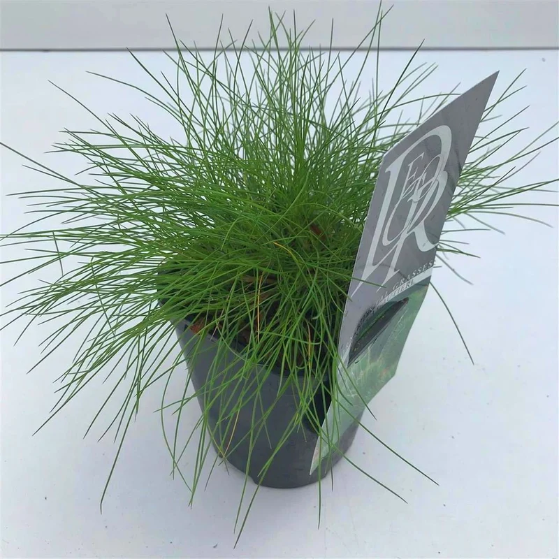 Festuca gautieri C1 (1 liters kruka / 13 cm kruka)