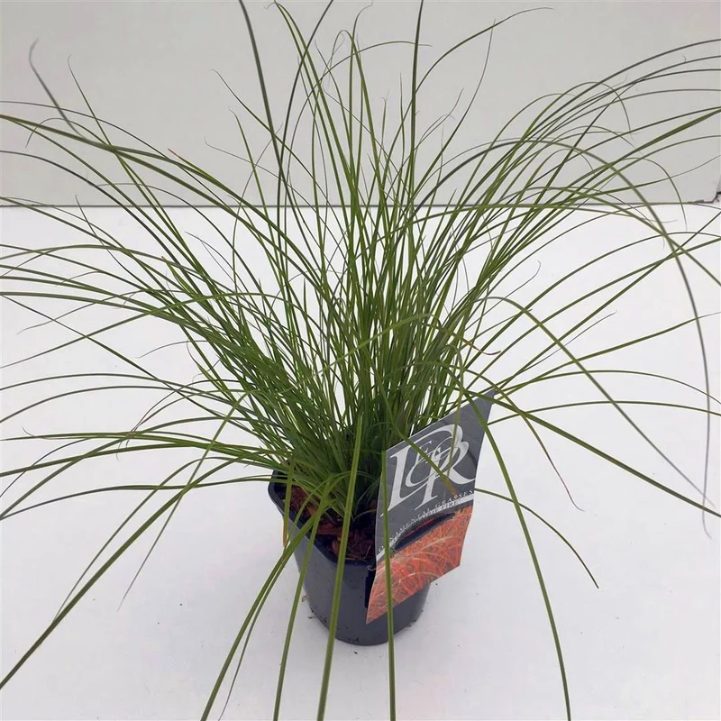 Carex testacea 'Prairie Fire' C1 (1 liters kruka)