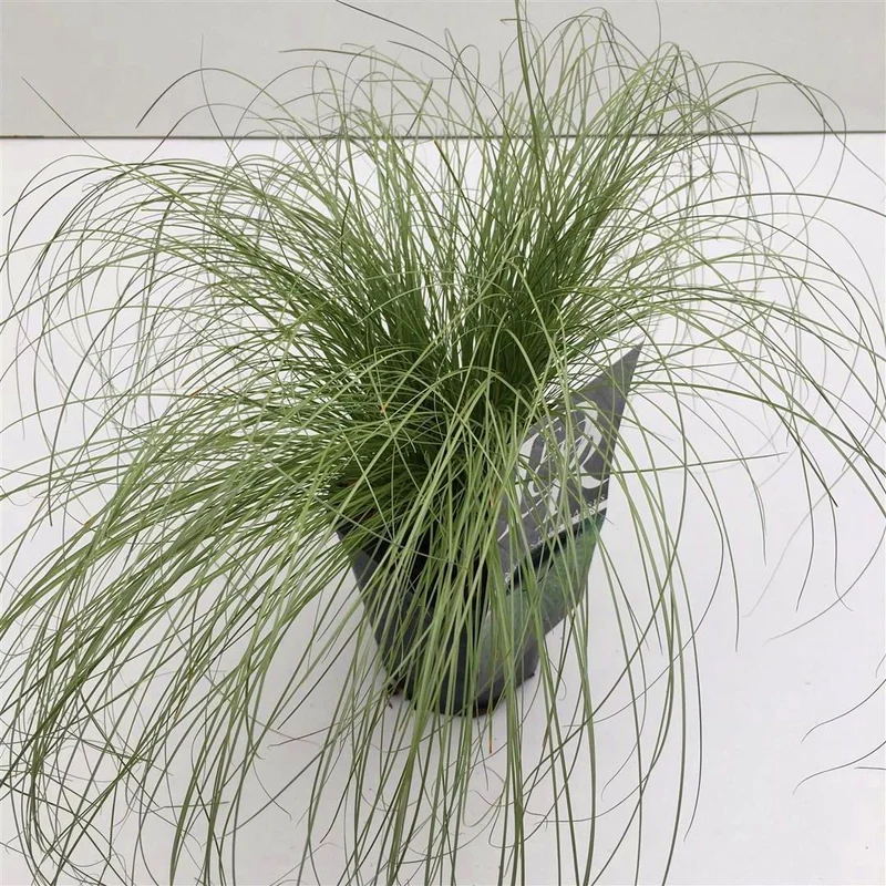 Carex comans 'Frosted Curls' C1 (1 liters kruka)