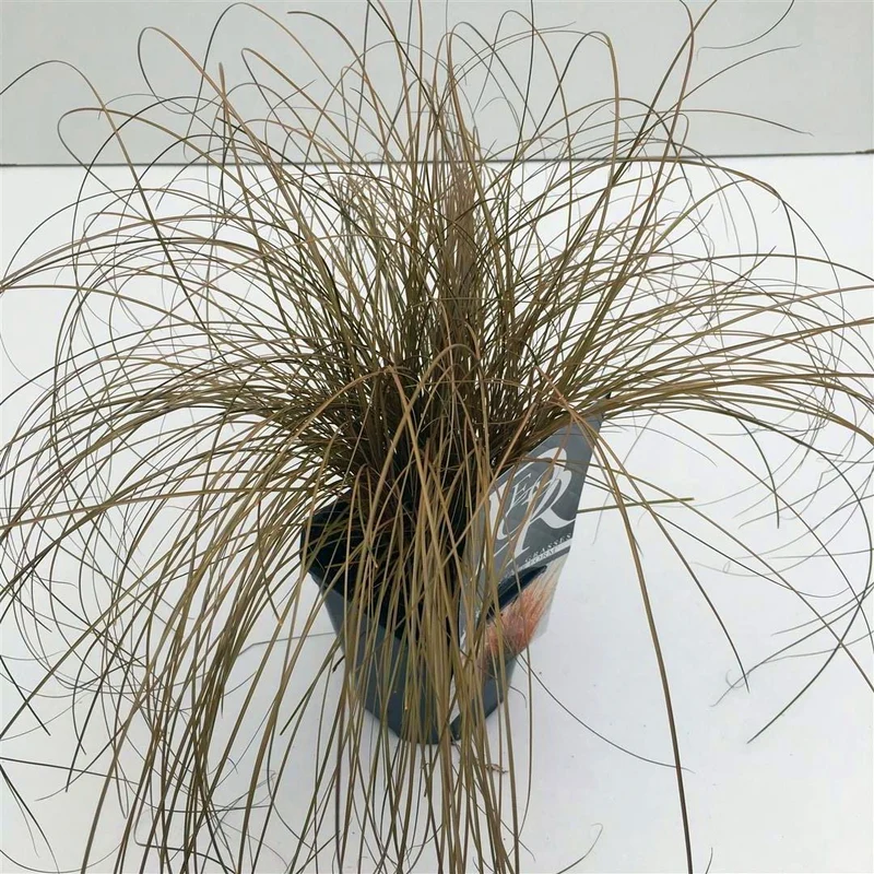Carex 'Bronze Form' C1 (1 liters kruka)