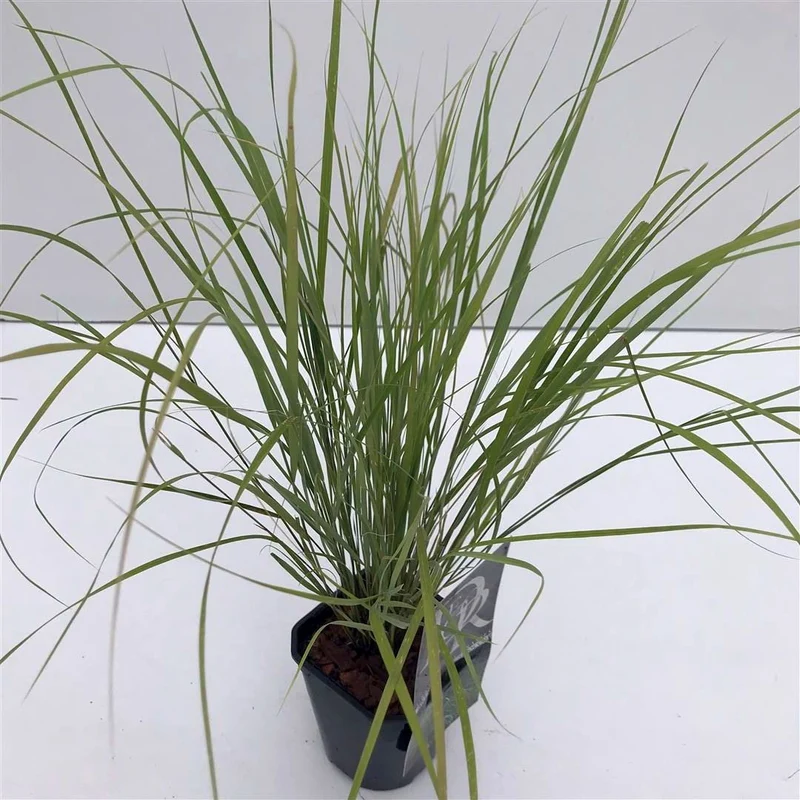 Anemanthele 'Sirocco' C1 (1 liters kruka / 13 cm kruka)