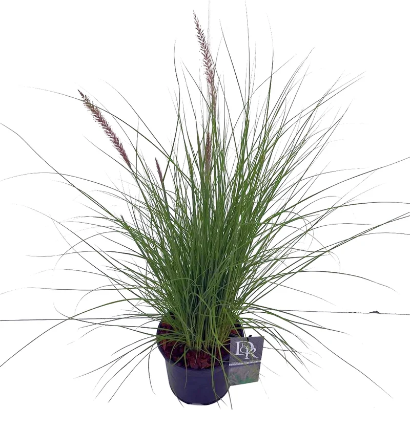 Pennisetum 'Rupelli' C3 (3 liters kruka) / 19 cm kruka