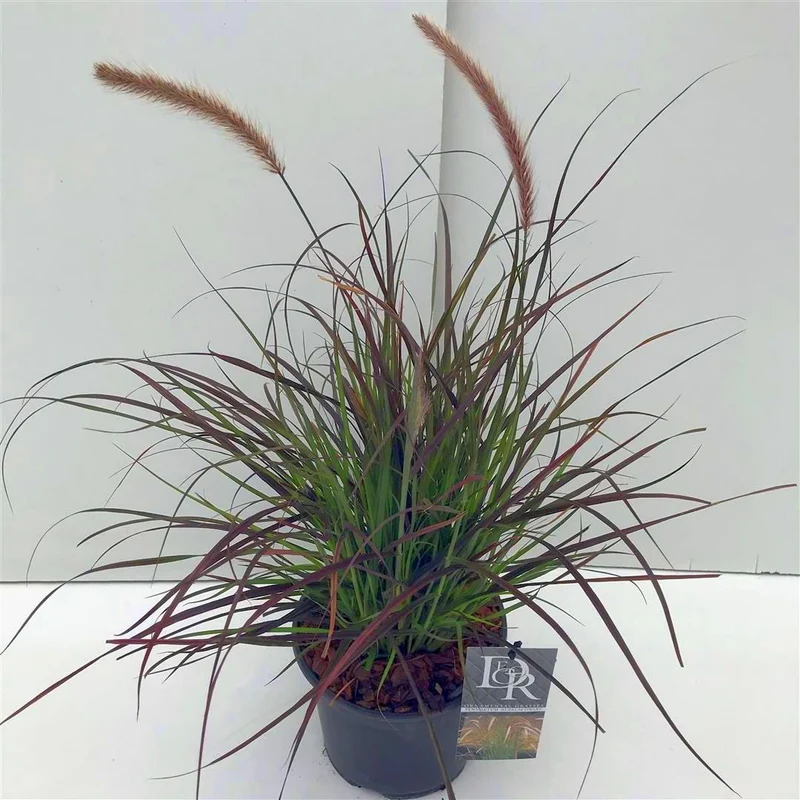 Pennisetum advena 'Rubrum Dwarf' C3 (3 liters kruka) / 19 cm kruka