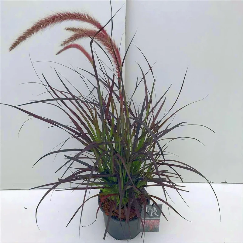 Pennisetum advena 'Rubrum' C3 (3 liters kruka)