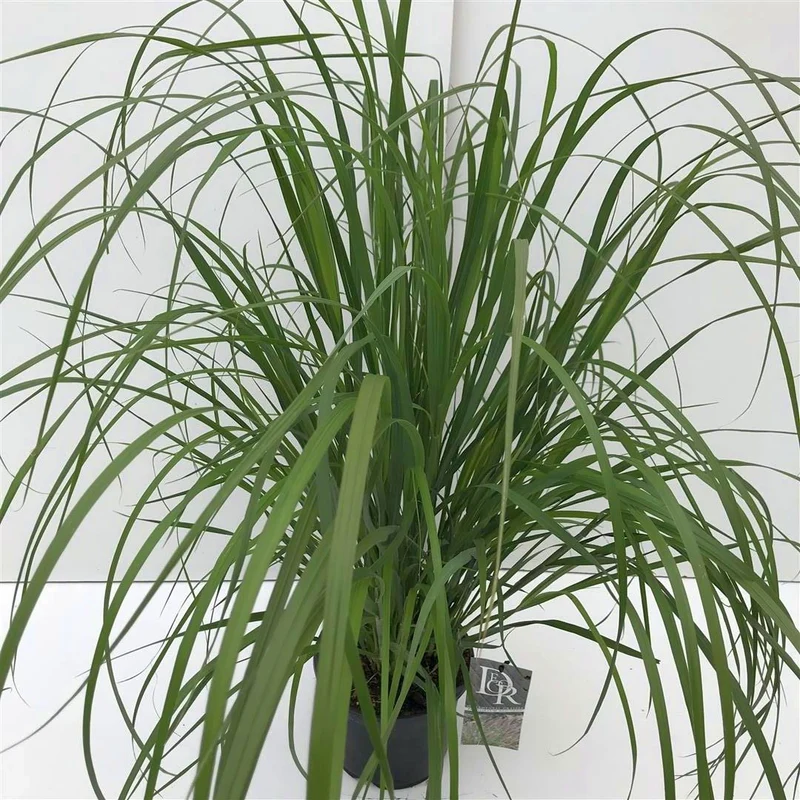 Pennisetum alopecuroides 'Red Head' C3 (3 liters kruka)
