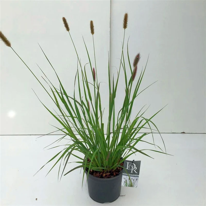 Pennisetum m. 'Red Bunny Tails' C3 (3 liters kruka)