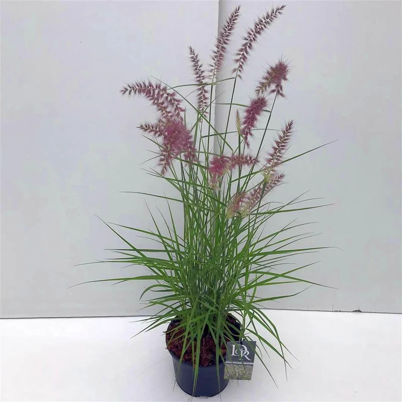 Pennisetum 'Karley Rose' C3 (3 liters kruka) / 19 cm kruka
