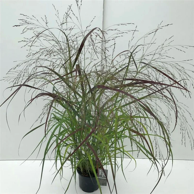 Panicum virgatum 'Squaw' C3 (3 liters kruka)