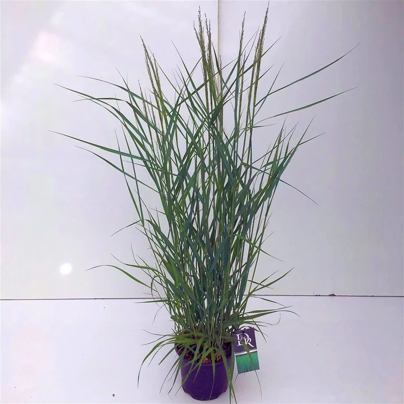 Panicum virgatum 'Prairie Sky' C3 (3 liters kruka)