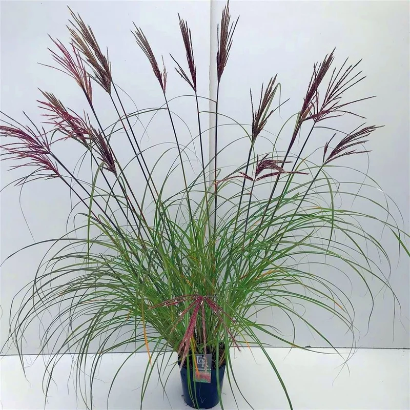 Miscanthus sin. 'Red Chief' C3 (3 liters kruka)