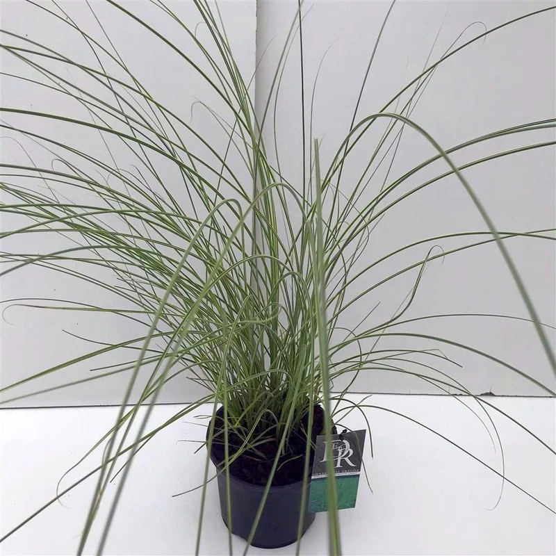 Miscanthus sin. 'Morning Light' C3 (3 liters kruka)