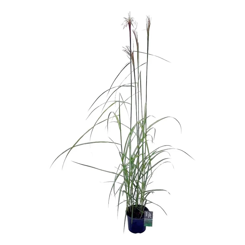 Miscanthus sin. 'Malepartus' C3 (3 liters kruka)