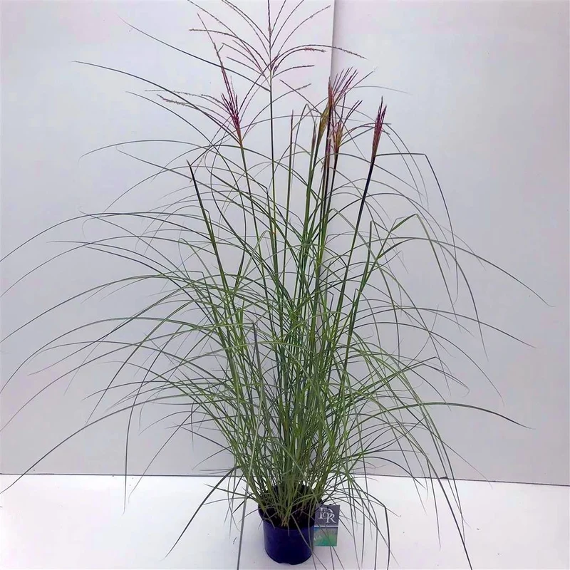 Miscanthus sin. 'Kleine Silbersp.' C3 (3 liters kruka)