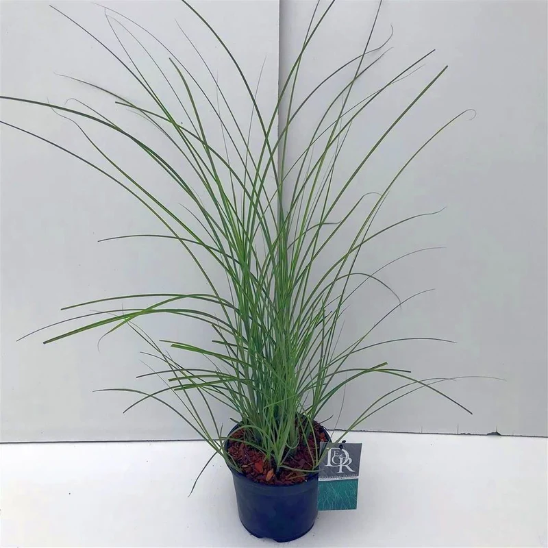 Miscanthus sin. 'Gracillimus' C3 (3 liters kruka / 19 cm kruka)