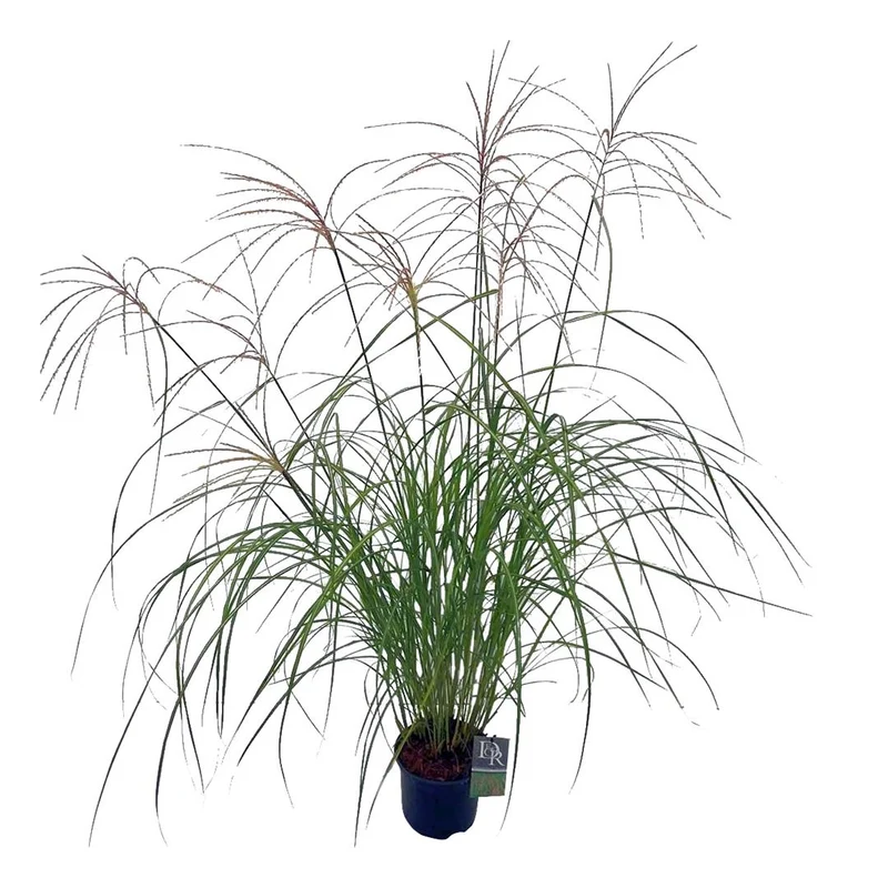 Miscanthus sin. 'Flamingo' C3 (3 liters kruka / 19 cm kruka)