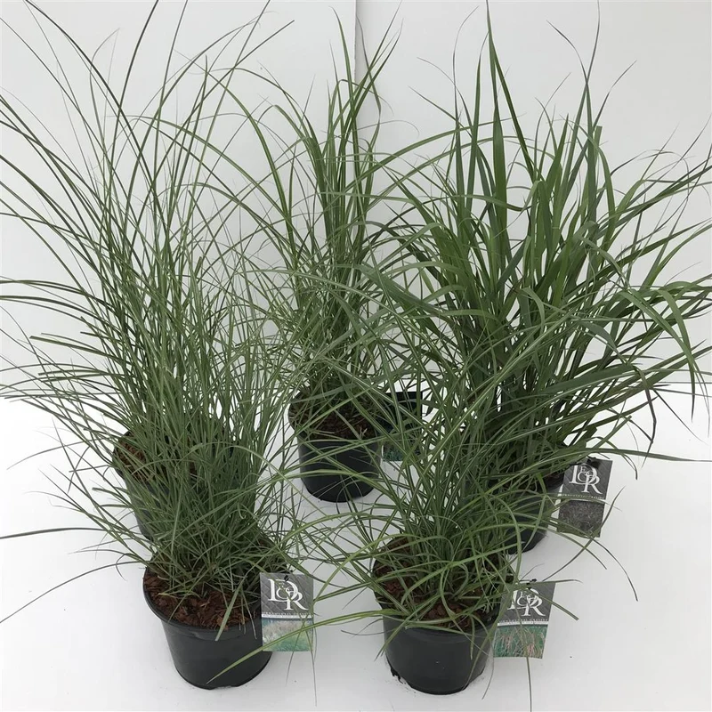 Prydnadsgräs i olika sorter C3 (3 liters kruka) / 19 cm kruka
