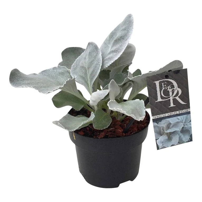 Senecio 'Angel Wings' C2 (2 liters kruka / 17 cm kruka)