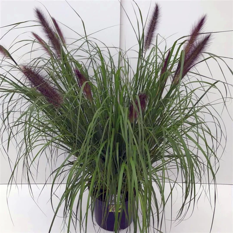 Pennisetum al. 'Viridescens' C10 (10 liters kruka)