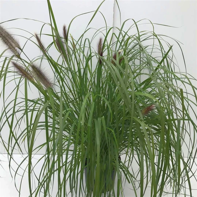 Pennisetum al. 'Red Head' C10 (10 liters kruka)