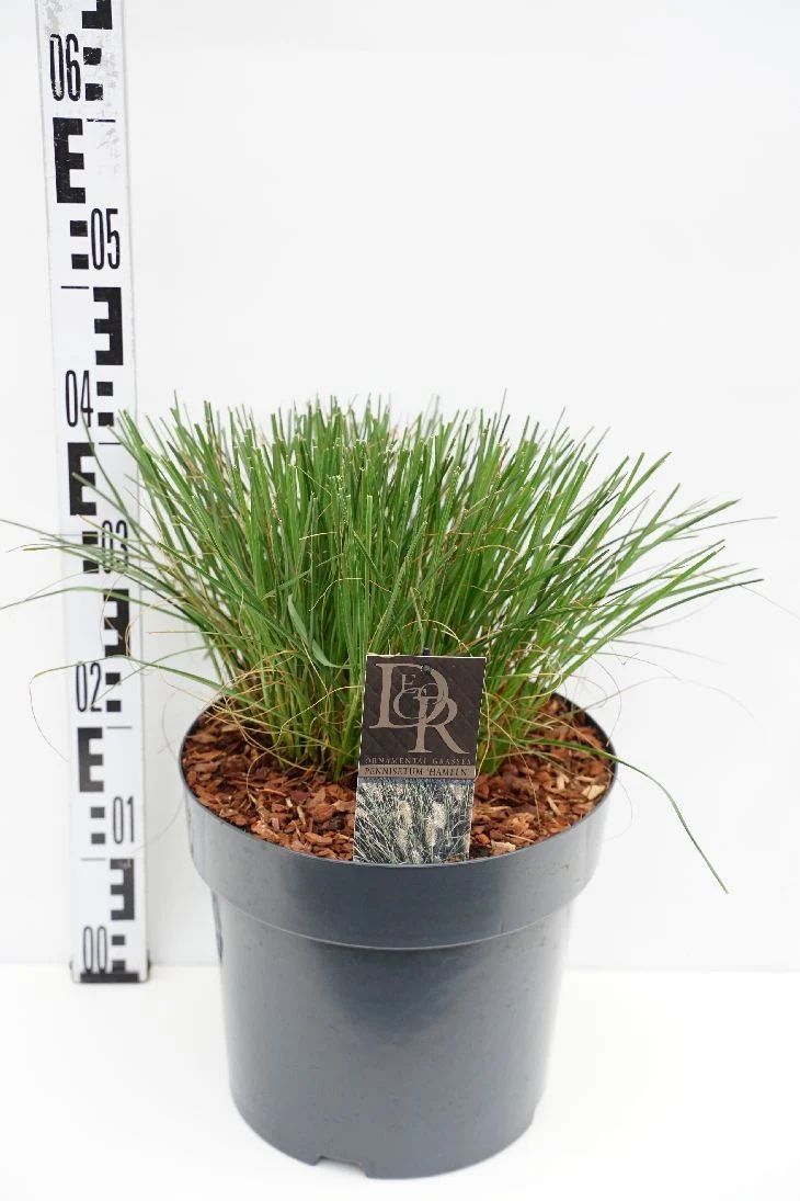 Pennisetum al. 'Hameln' C10 (10 liters kruka)