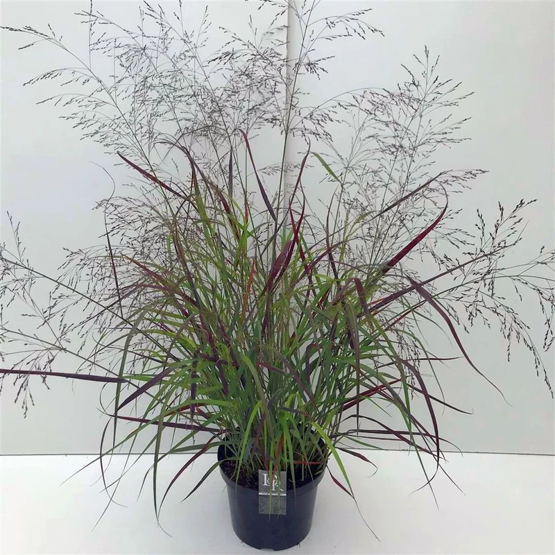 Panicum virgatum 'Squaw' C10 (10 liters kruka)