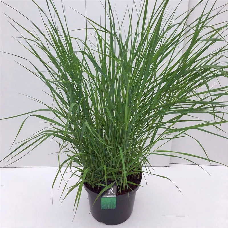 Panicum virgatum 'Prairie Sky' C10 (10 liters kruka)