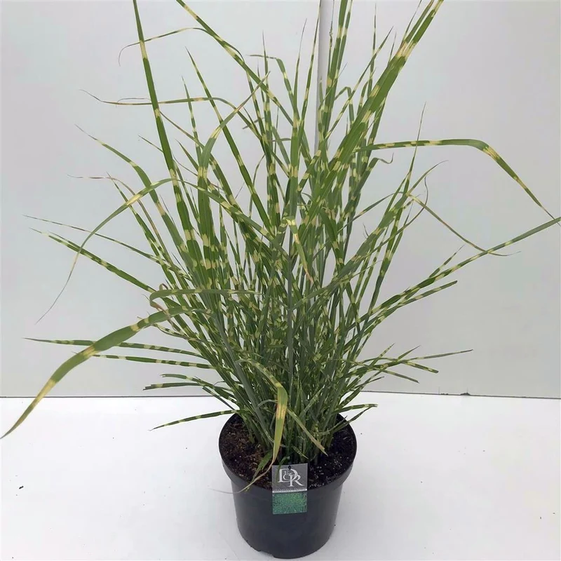 Miscanthus sin. 'Strictus' C10 (10 liters kruka)