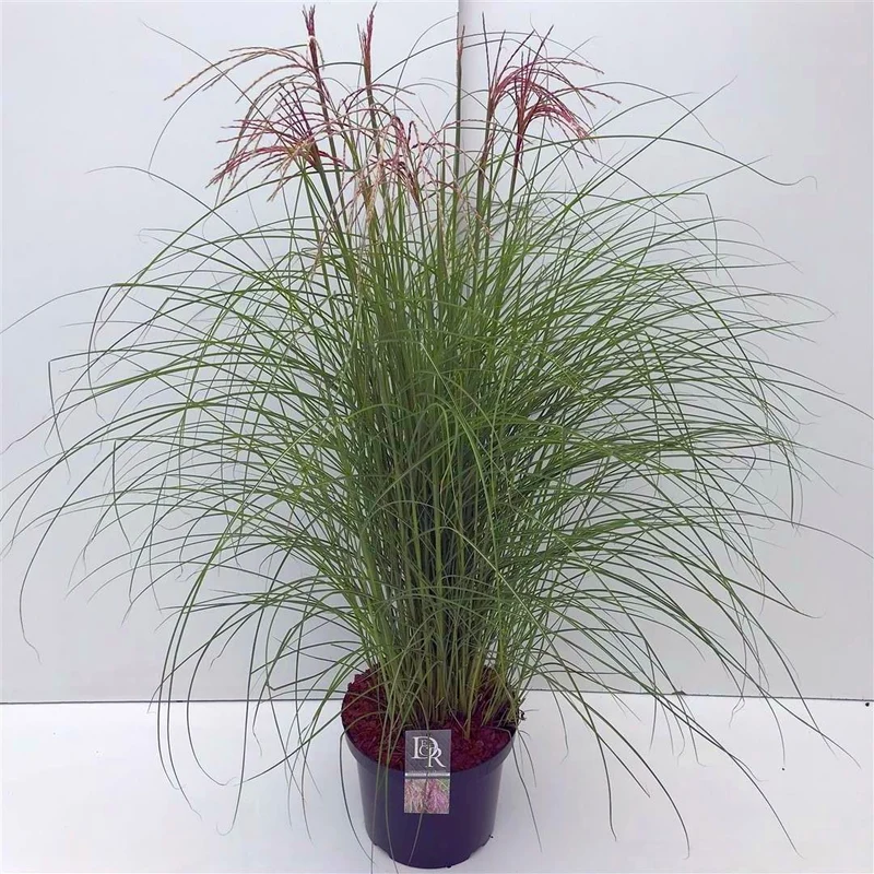 Miscanthus sin. 'Red Cloud' C10 (10 liters kruka)