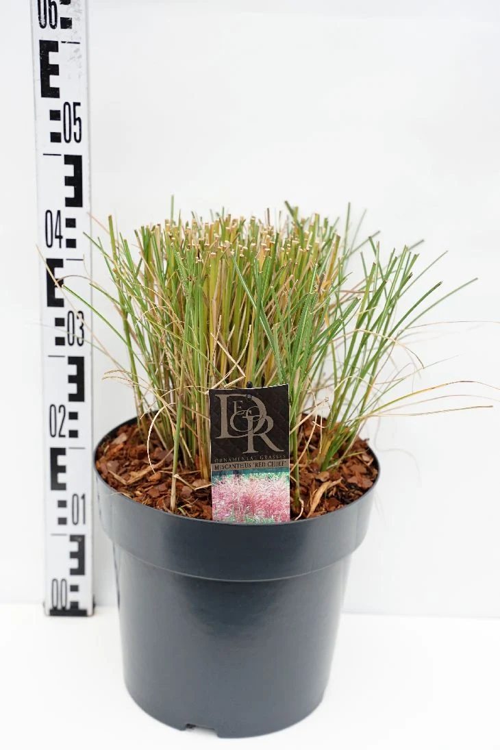 Miscanthus sin. 'Red Chief' C10 (10 liters kruka)