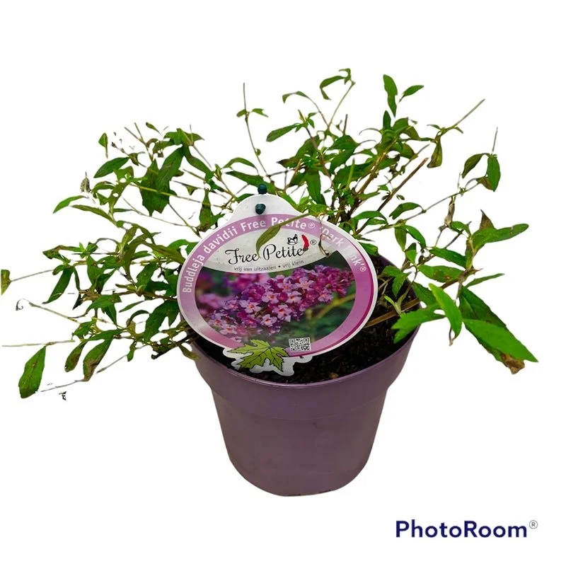 Buddleja d. 'Free Petite Dark Pink' C3 (3 liters kruka)