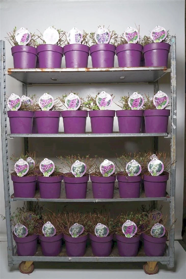 Buddleja d. 'Free Petite' C5 (5 liters kruka) 30-40 cm